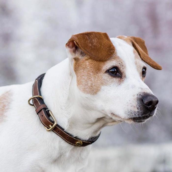 Jacson Hundehalsbånd i Læder Brun