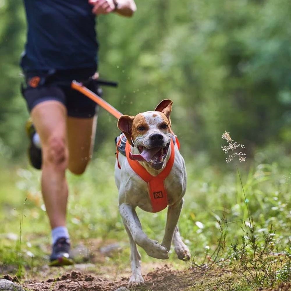 uddøde Sovesal spænding Non-stop Dogwear Freemotion 5.0 Løbe Sele Til Hund i Sort & Orange