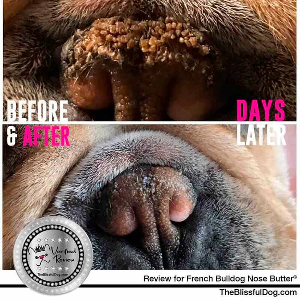 Nose Butter Creme Til Hundens Næse